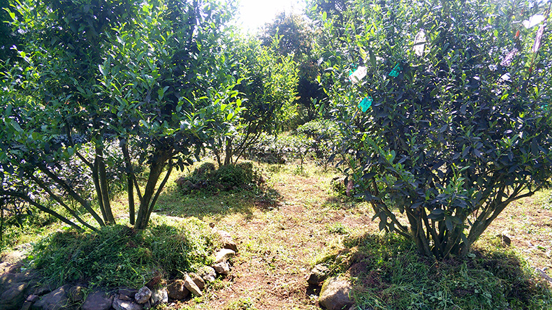 老川茶：巴蜀大地千百年来自然选择的群体种