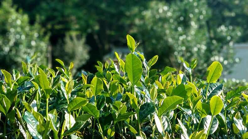 春茶预售 | 用自耕自种的茶迎接春天